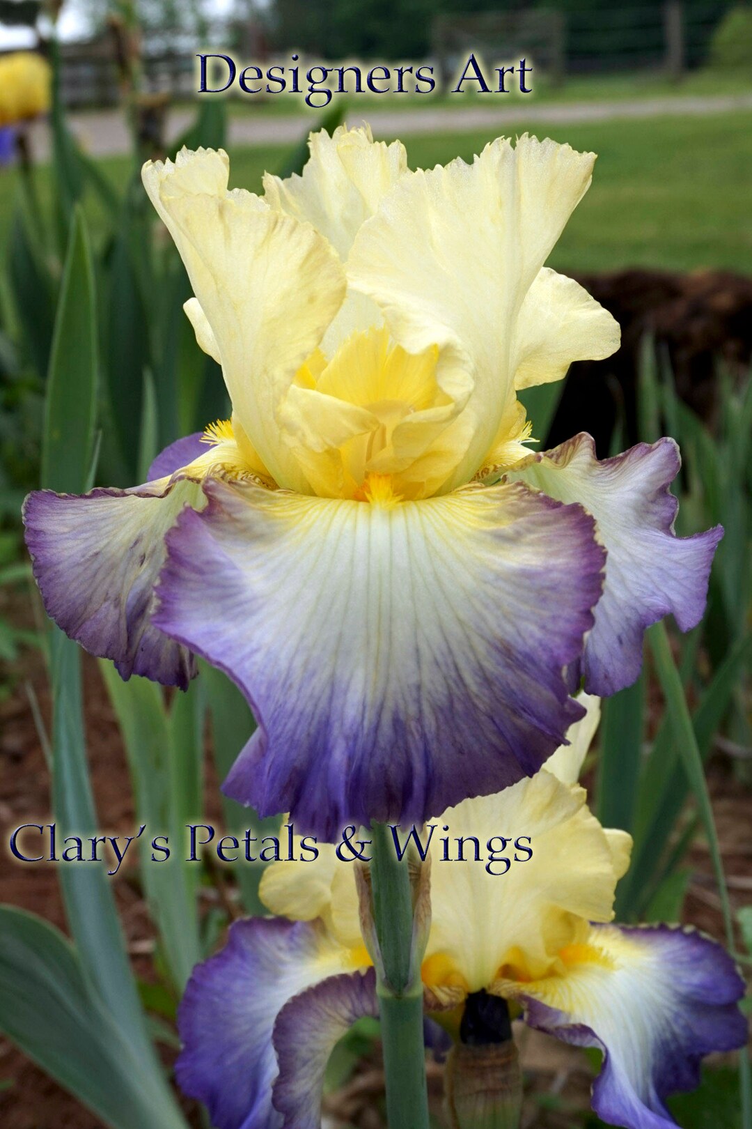 DESIGNER'S ART 2005 Tall Bearded Iris Etsy