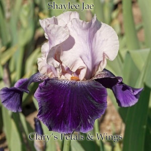 Shaylee Jae - 2008 - Tb - Fragrant imagen 1