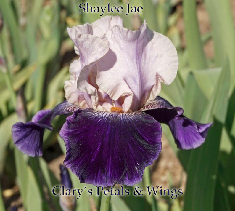 Shaylee Jae - 2008 - Tb - Fragrant imagen 1