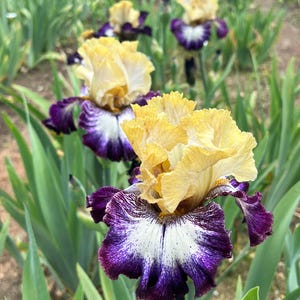 May include: Close-up of a purple and yellow iris flower with the text "Margin Call" and "PetalsWings.com".