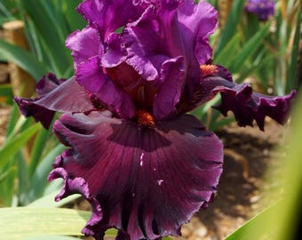 Up In Flames - 2010 - Tb - Fragrant