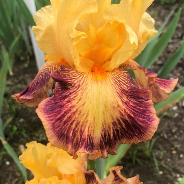 ROCKET FUEL - 2017 Tall Bearded Iris - Great color with heavy bloom