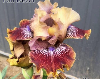 Fall Decor - 2016 - Ib - Reblooming