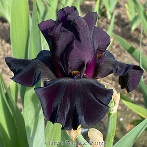 May include: A close-up of a dark purple iris flower with the text "Old Black Magic" and "Clary's Petals & Wings" on the image.