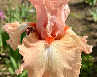 Social Blush - 2008 - Tb - Reblooming & Fragrant
