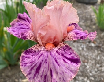 Broke Again - 2010 - Tb - Reblooming