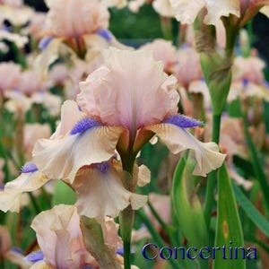 May include: A close-up of a cluster of pale pink irises with blue and purple accents. The flowers are in bloom and have a delicate, feminine appearance. The text "Concertina C.P. Wings" is visible in the lower right corner of the image.