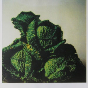 Cy Twombly  - "Cabbages (bright) " - Offset lithograph - 1998/2009