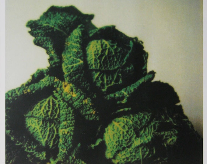 Cy Twombly  - "Cabbages (bright) " - Offset lithograph - 1998/2009