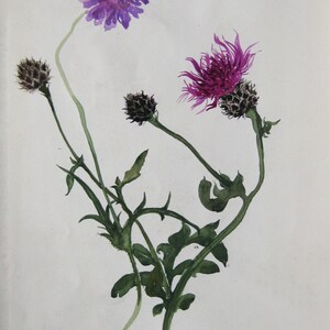 Luise Horlbogen - "Distel" - Aquarelle/Watercolor, 1957