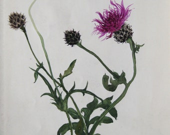 Luise Horlbogen - "Distel" - Aquarelle/Watercolor, 1957