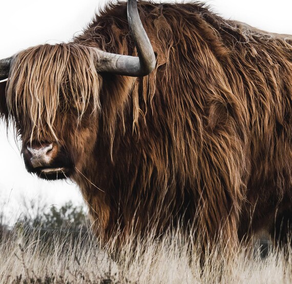 Highland Cattle Long Hair Cow Highland Bull Animal Poster Etsy