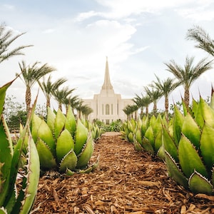 Gilbert Arizona Agave Print