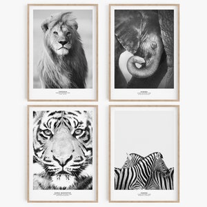 May include: Set of four black and white animal photographs in wooden frames. The photos feature a lion, an elephant, a tiger, and zebras.