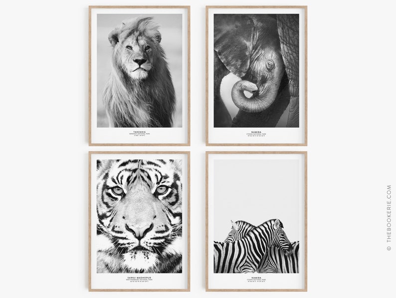 May include: Set of four black and white animal photographs in wooden frames. The photos feature a lion, an elephant, a tiger, and zebras.
