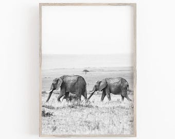 May include: Black and white photograph of two elephants walking in a grassy field. The elephants are walking side by side, with the larger elephant in the lead. The photograph is taken from a low angle, giving the viewer a good view of the elephants' trunks and tusks.