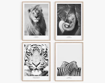 May include: Set of four black and white animal photographs in wooden frames. The photos feature a lion, an elephant, a tiger, and zebras.