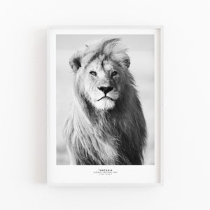 May include: Black and white photograph of a lion in the Serengeti National Park in Tanzania. The lion is looking directly at the camera with a serious expression.