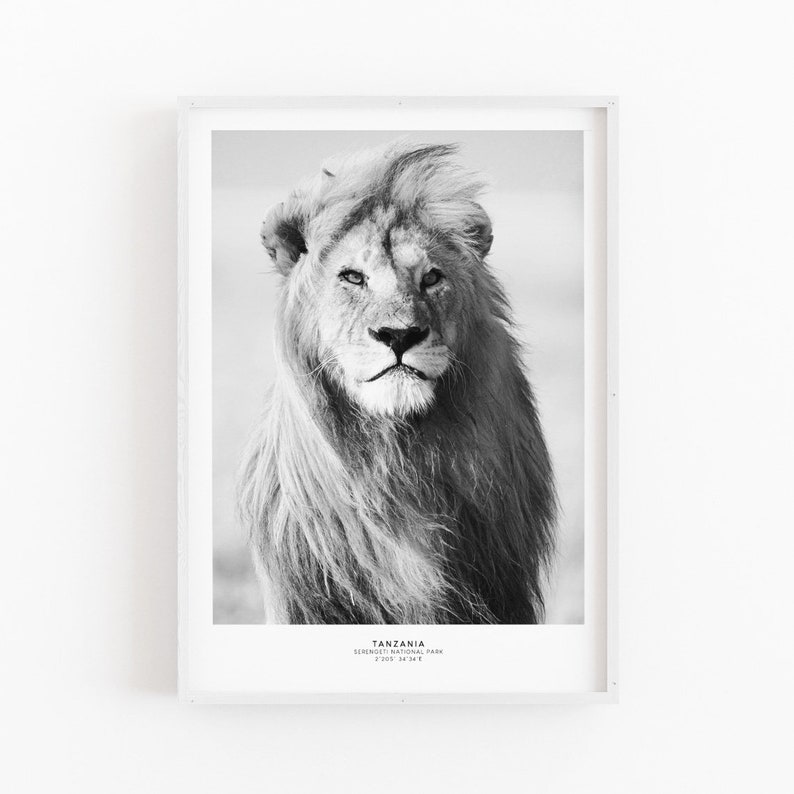 May include: Black and white photograph of a lion in the Serengeti National Park in Tanzania. The lion is looking directly at the camera with a serious expression.