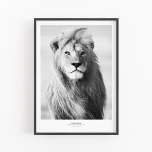 May include: Black and white photograph of a lion in the Serengeti National Park in Tanzania. The lion is looking directly at the camera with a serious expression.