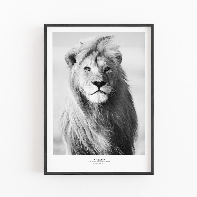 May include: Black and white photograph of a lion in the Serengeti National Park in Tanzania. The lion is looking directly at the camera with a serious expression.