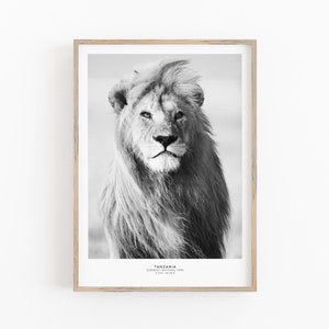 May include: Black and white photograph of a lion in the Serengeti National Park in Tanzania. The lion is looking directly at the camera with a serious expression.