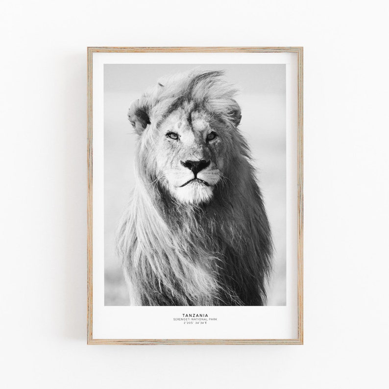 May include: Black and white photograph of a lion in the Serengeti National Park in Tanzania. The lion is looking directly at the camera with a serious expression.