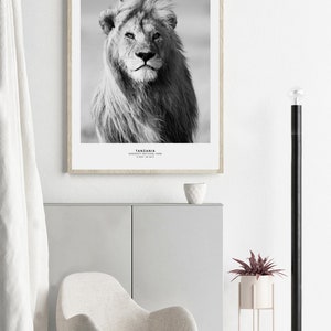 May include: Black and white photograph of a lion in the Serengeti National Park in Tanzania. The lion is looking directly at the camera with a serious expression.