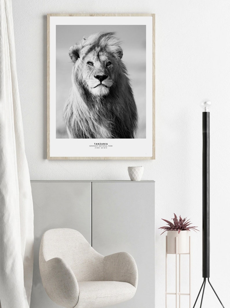May include: Black and white photograph of a lion in the Serengeti National Park in Tanzania. The lion is looking directly at the camera with a serious expression.