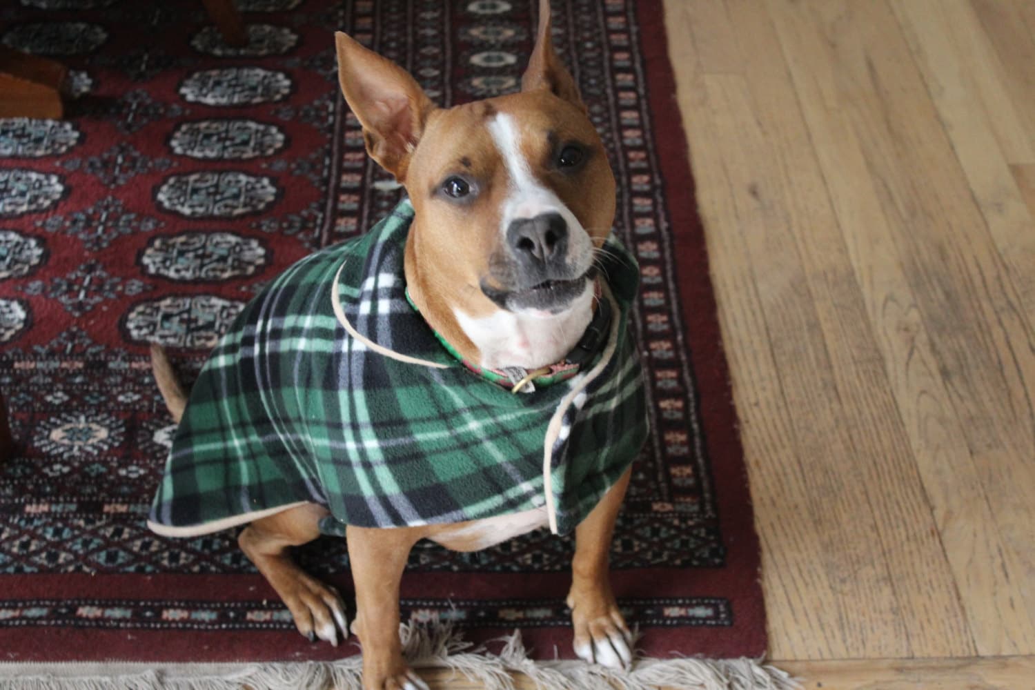 Medium double lined fleece dog coat. ******CUSTOM MADE