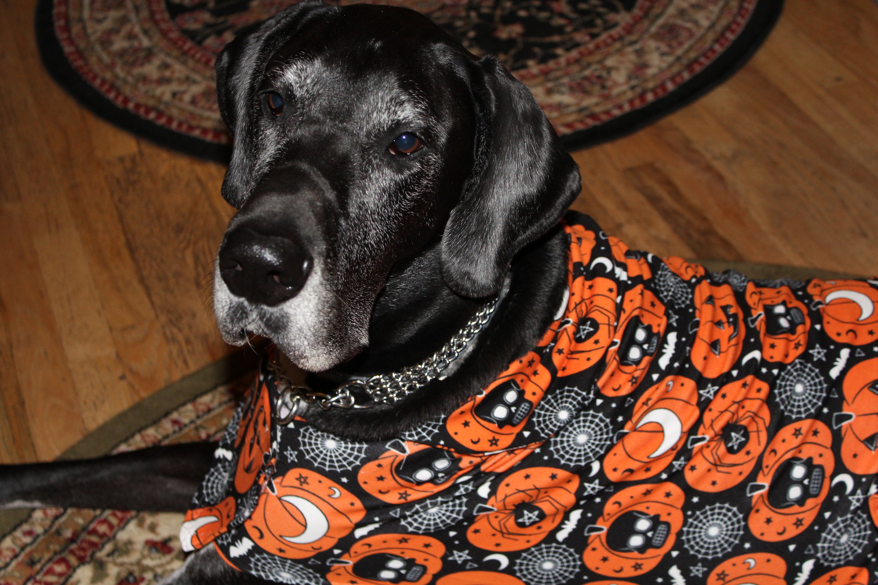 Glow in the dark Embroidered Halloween lightweight dog coat