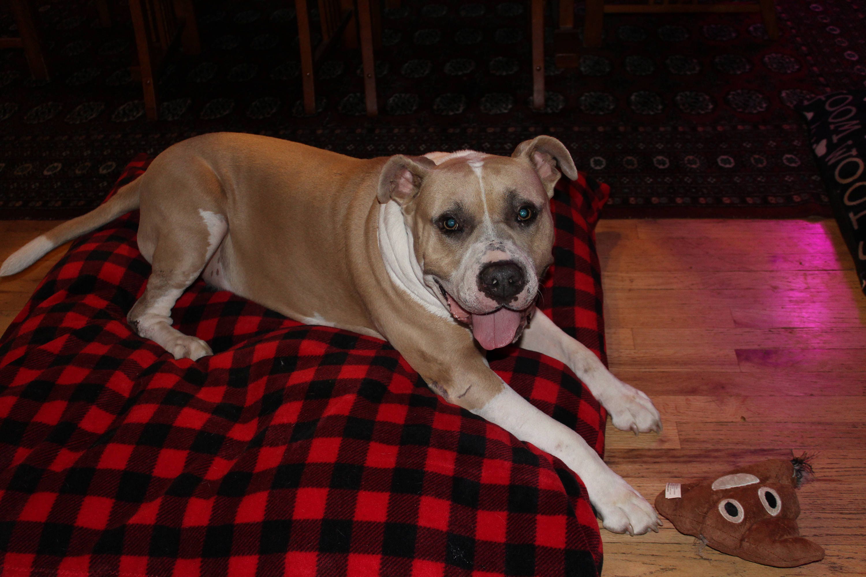 Medium Red buffalo plaid dog bed luxury dog bed pet bedding pet beds soft pet bed