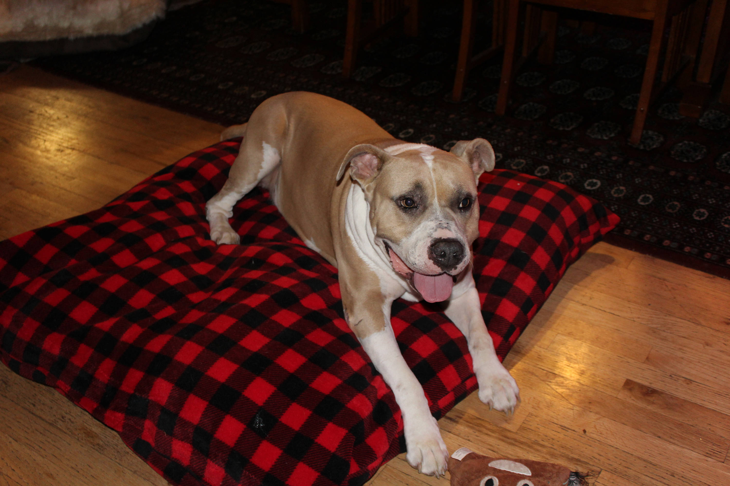 Medium Red Buffalo Plaid Dog Bed Luxury Dog Bed Pet Bedding Pet Beds Soft Pet Bed