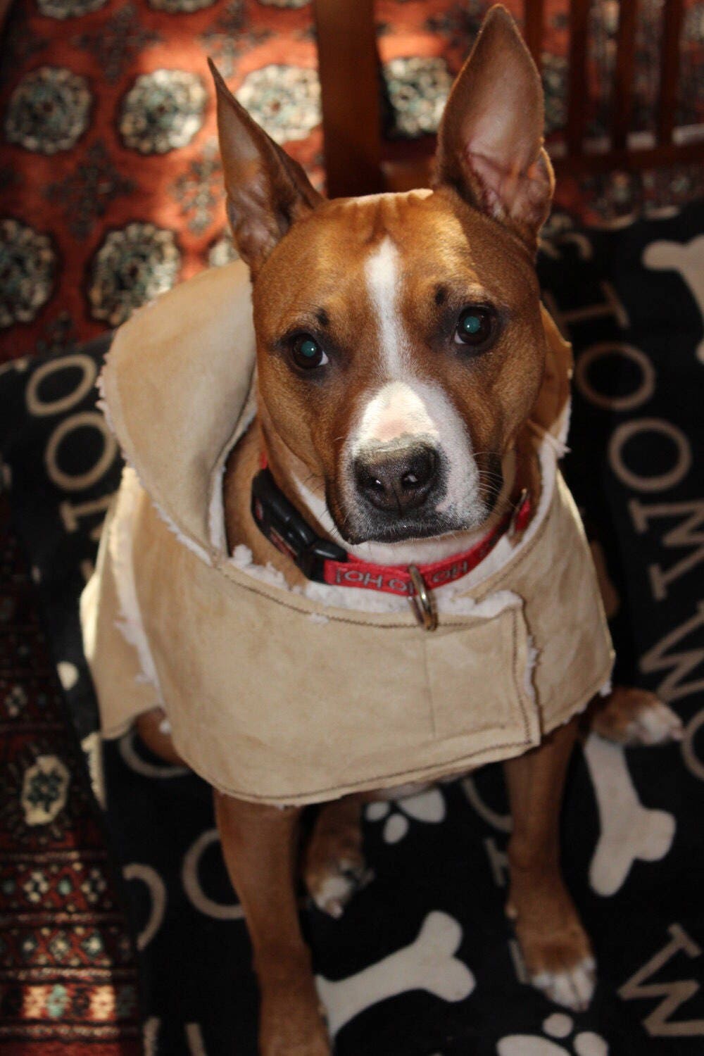 extra small dog shirts