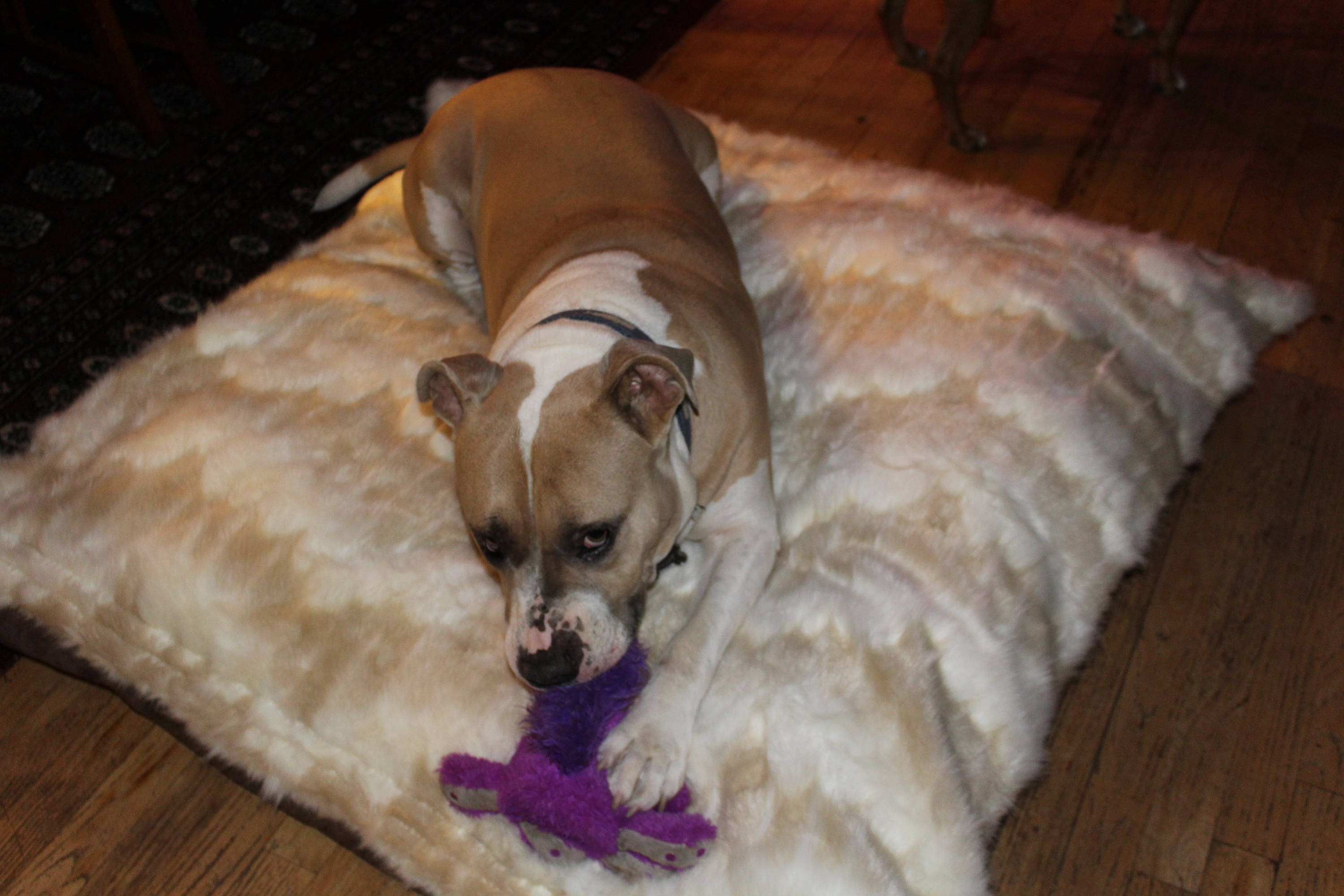 Medium faux fur dog bed