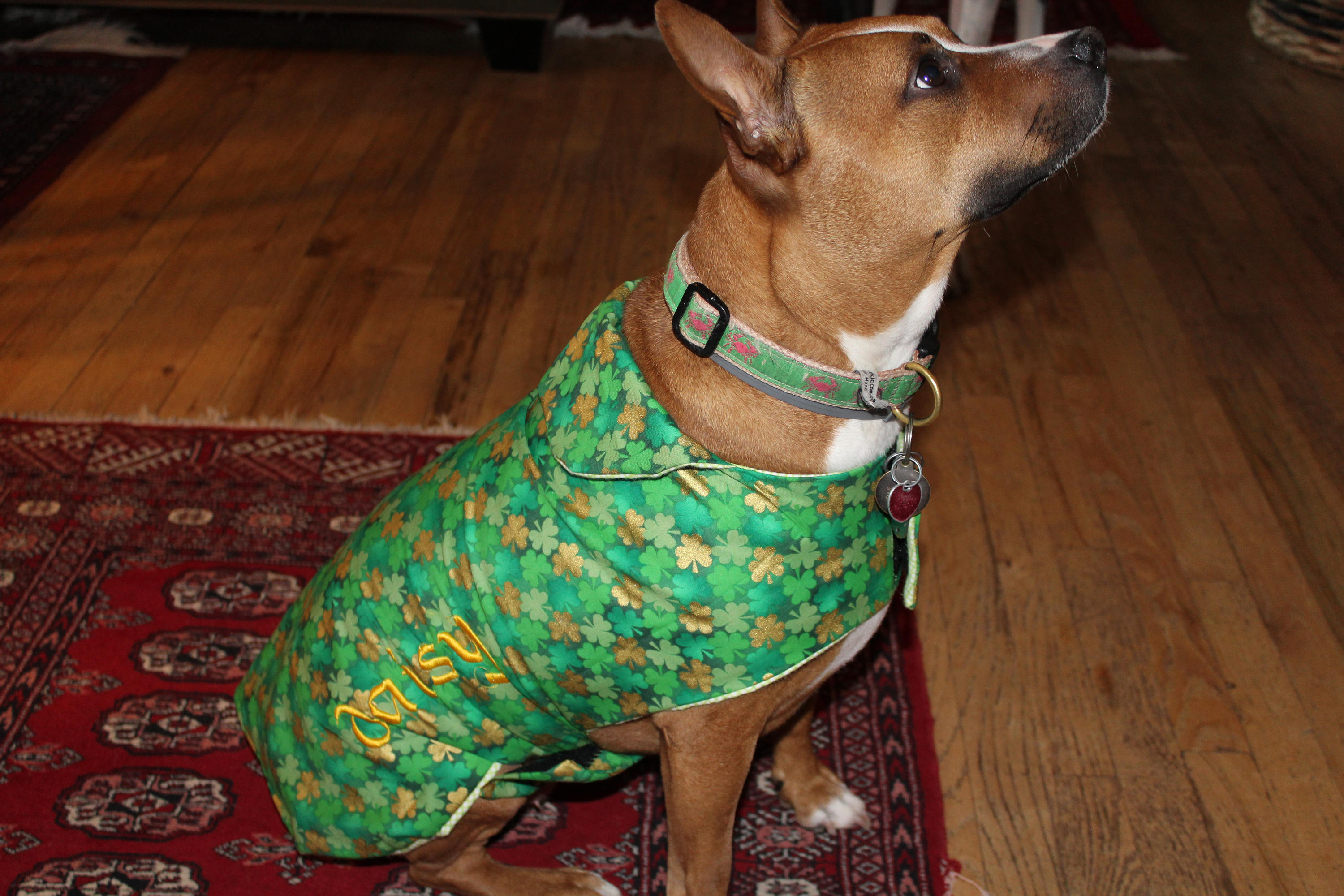 st patricks day dog apparel