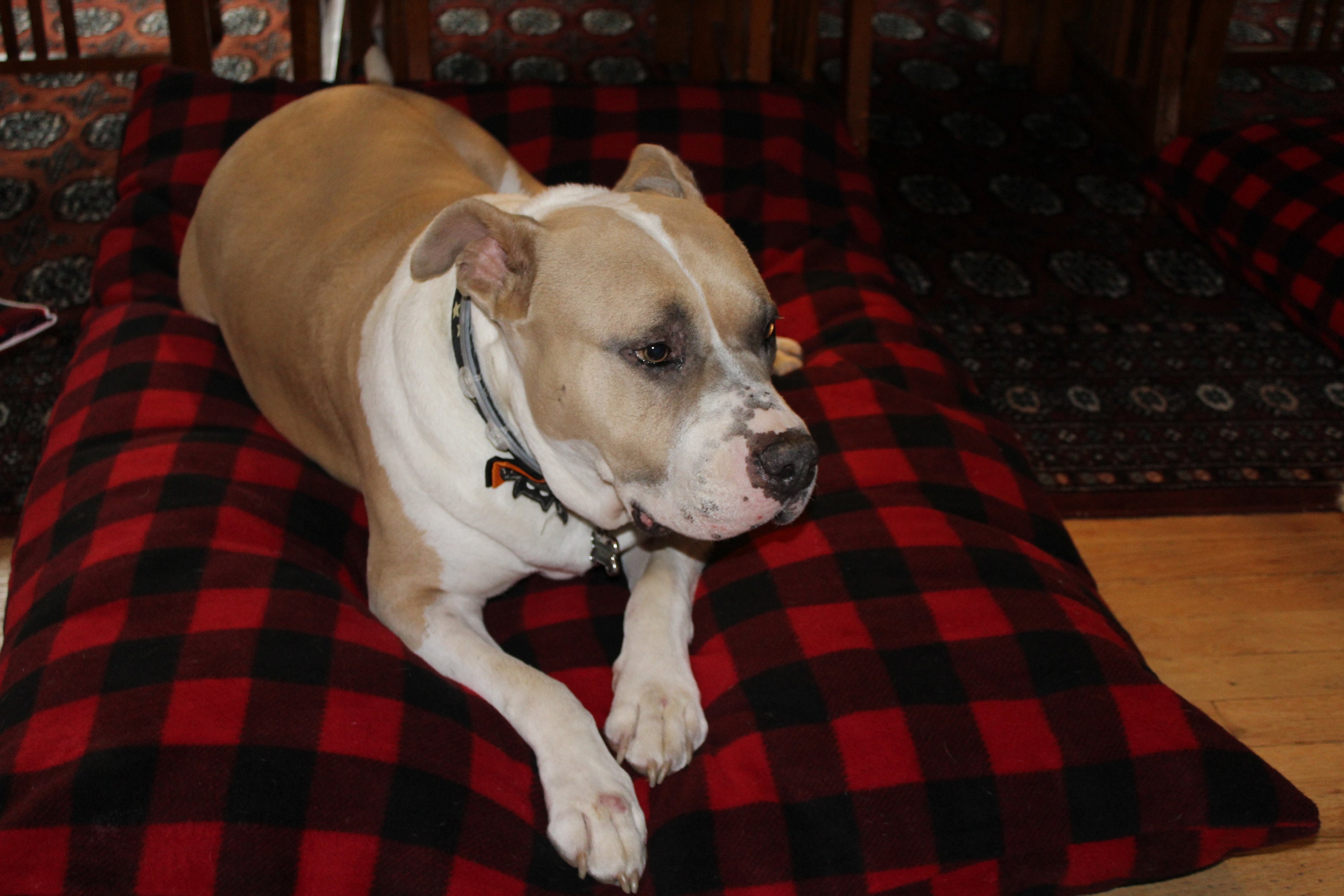 Extra large Large Buffalo Plaid Flannel dog bed luxury dog bed