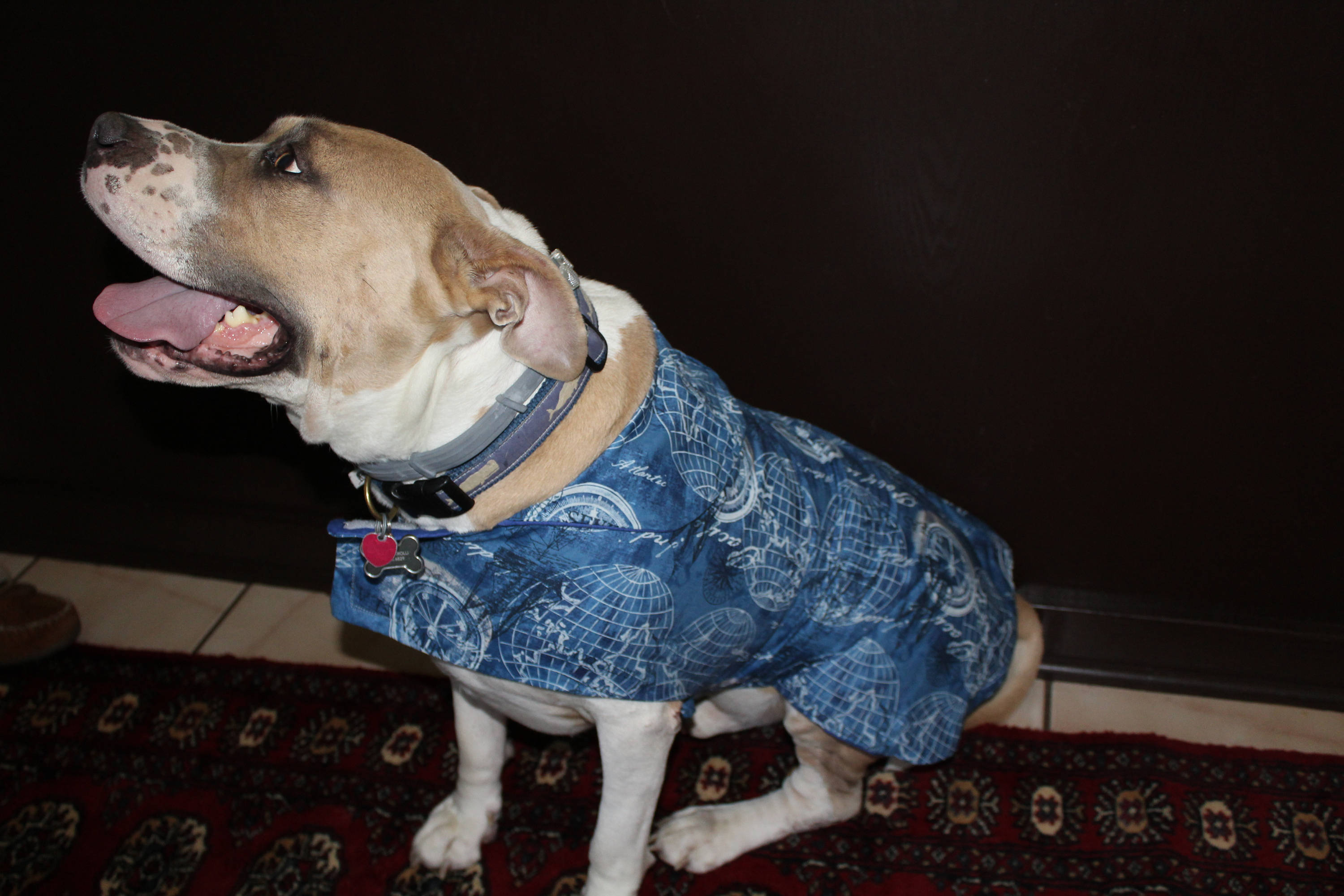 Small/Medium/Large/Extra large lightweight dog coats/lightweight dog