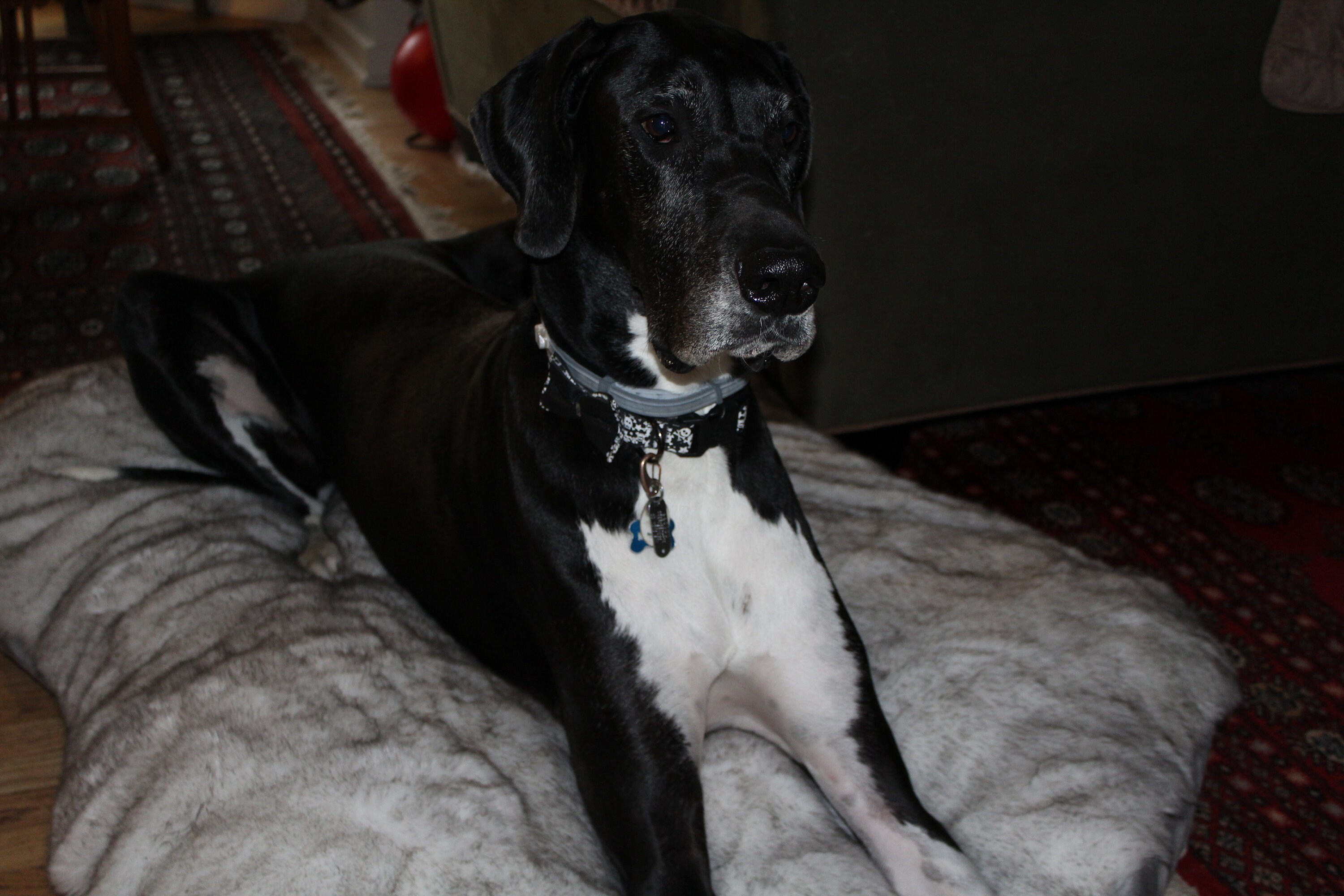 Large/Extra large faux fur dog bed