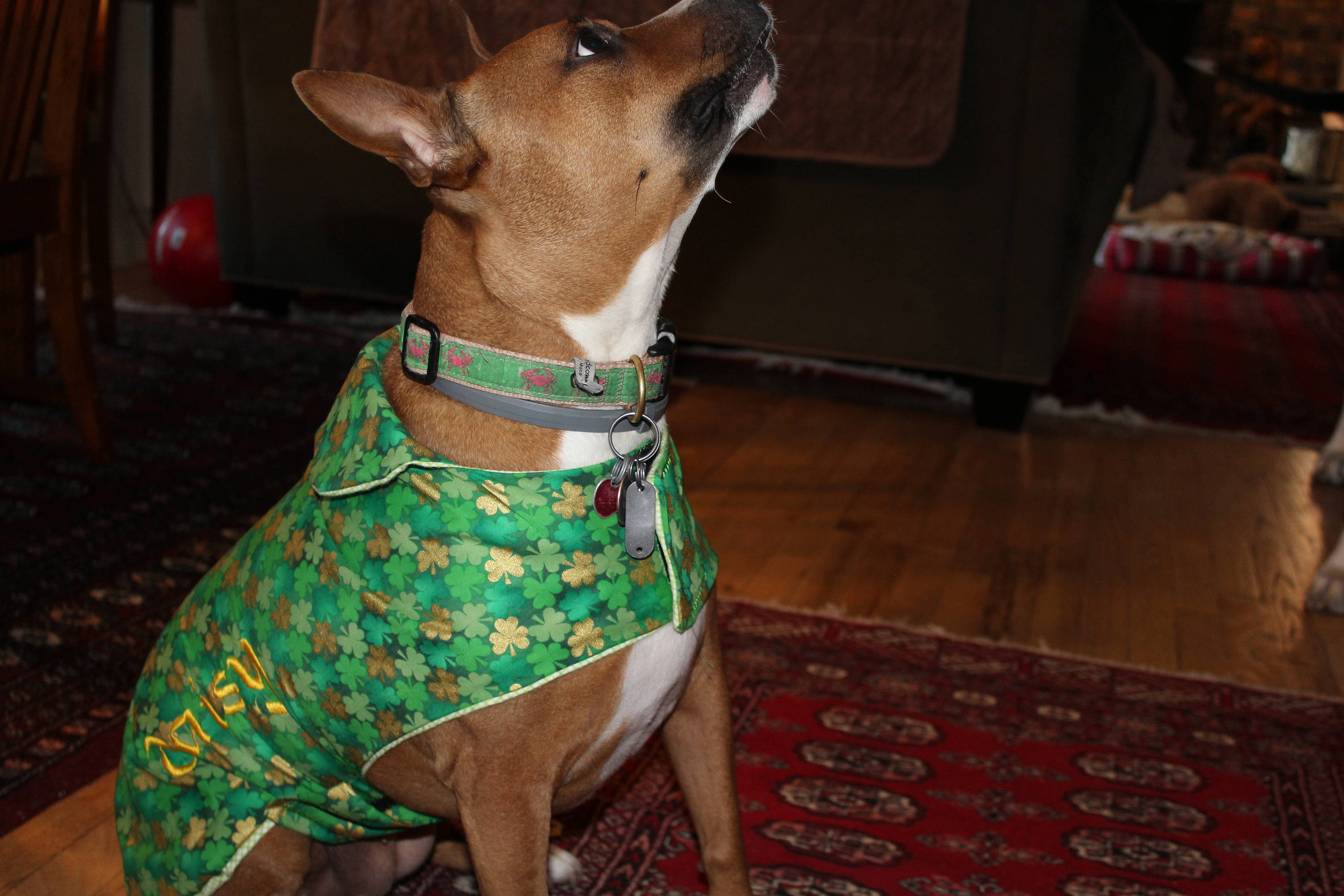 personalized dog apparel