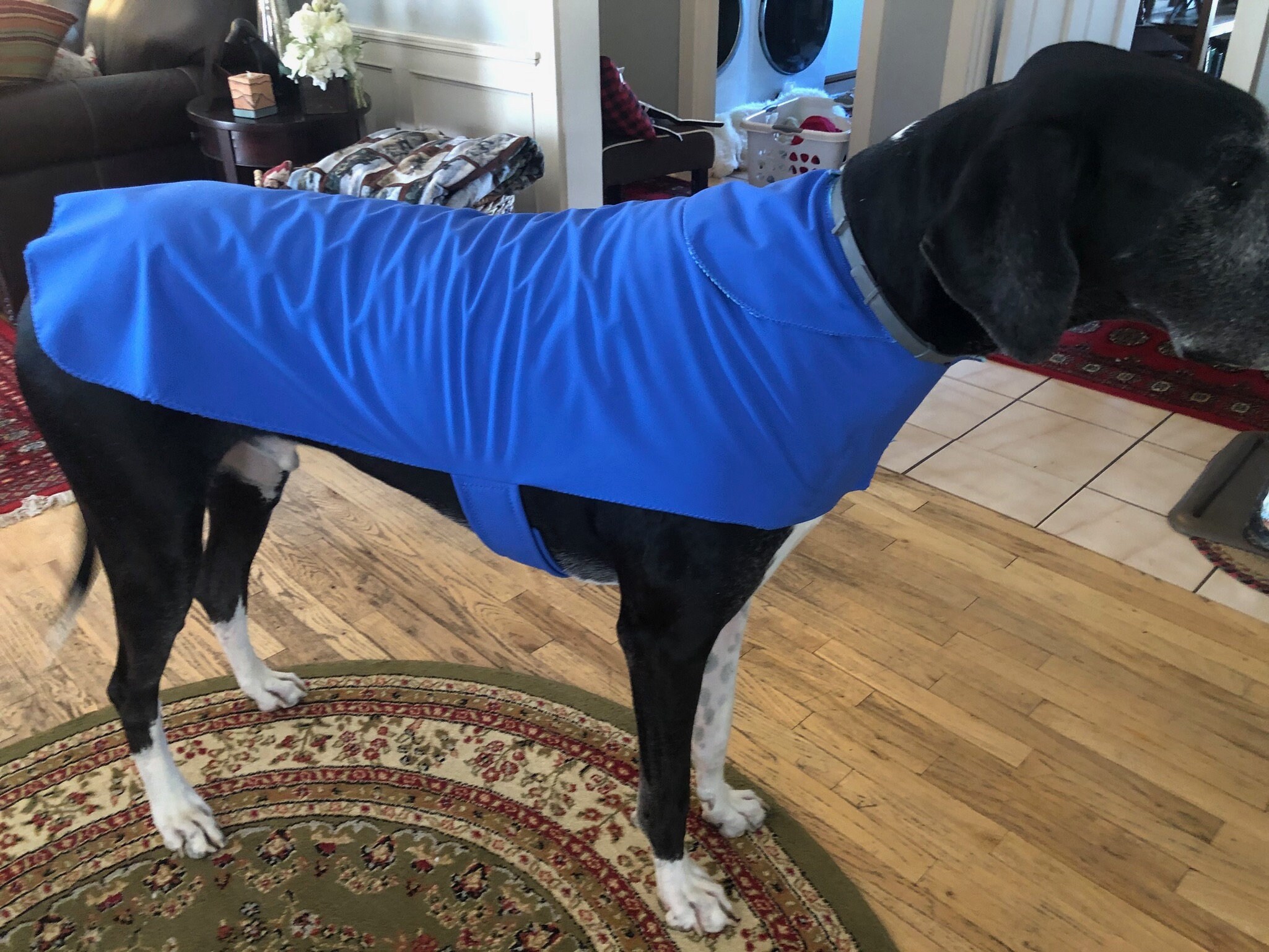 Waterproof dog rain coat soft shell dog rain coat water repellant