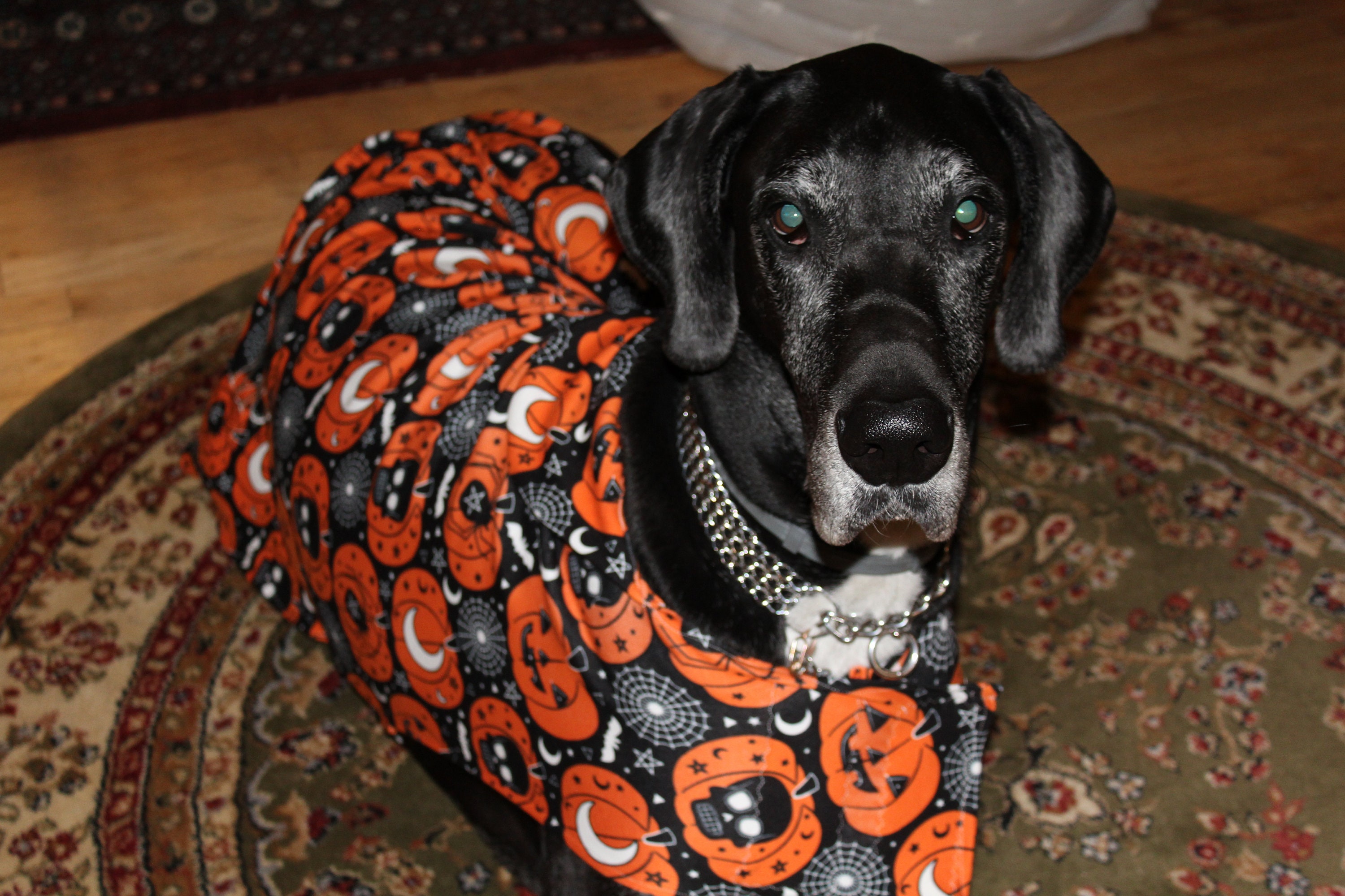 Glow in the dark Embroidered Halloween lightweight dog coat