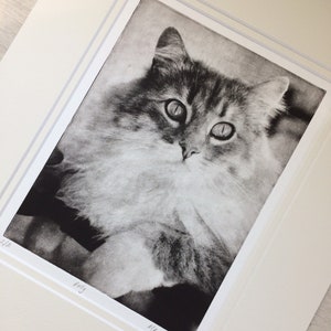 Custom Pet Portrait, Cat Portrait, Cat Drawing, Pet Loss, Cat Art, Cat Memorial Gift, Portrait From Photo, Cat Mom Gift, Portrait Gift