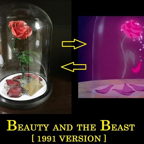 Bright Pink Rose, Beauty and the Beast Rose, Beauty and the Beast