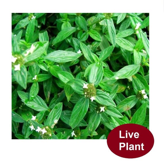 Juana La Blanca Borreria Laevis Herb Plant Etsy