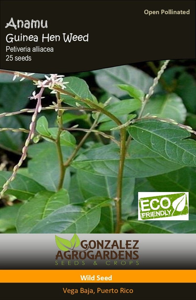 Anamu �Petiveria allicea� Guinea hen weed 25 seeds Etsy