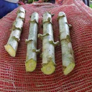 Yuca/White Cassava 4 Cuttings