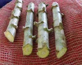 Yuca/White Cassava 4 Cuttings