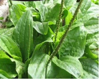 Plantago Major, Broadleaf Plantain, Llanten Mayor seeds - 2 packets