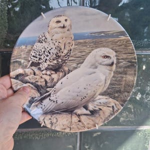May include: A round decorative ceramic plate featuring a detailed illustration of two snowy owls perched on rocky terrain. The owls have white feathers with black spots, and the background depicts a coastal landscape with a blue sea and horizon.
